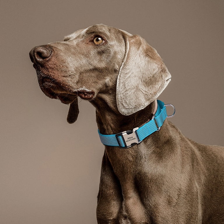 Dog wearing blue personalized reflective collar