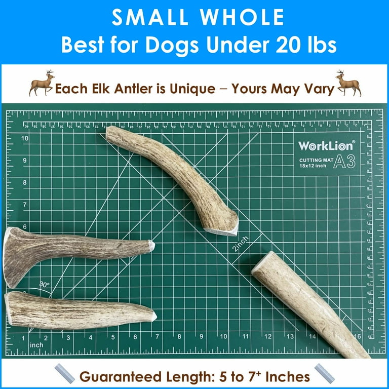 Four small whole elk antler chews on blue backgrounds, each one unique
