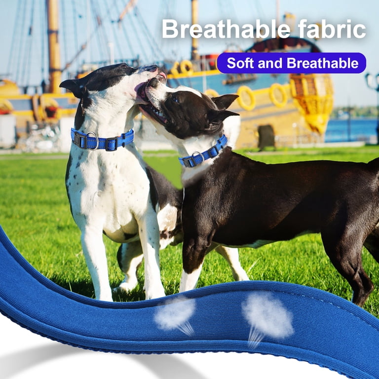 Dog collar lifestyle shot