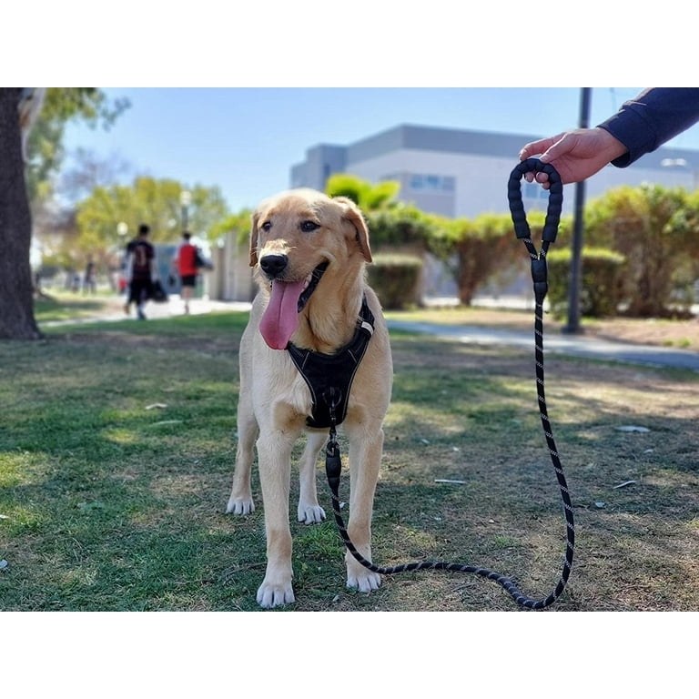 Dog leash attributes infographic