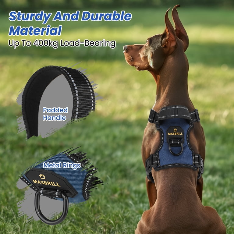 Back leash attachment, chest leash attachment, and soft top handle on dogs