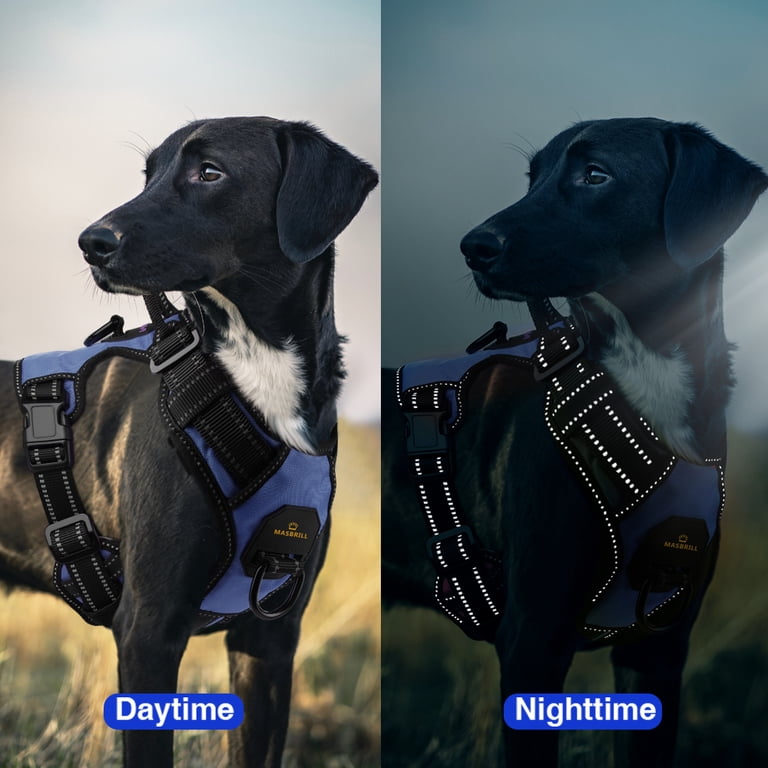 MASBRILL harness on dog outdoor