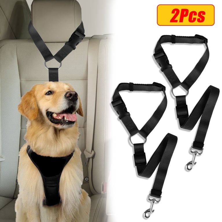 Golden retriever secured in car back seat with dog seat belt harness