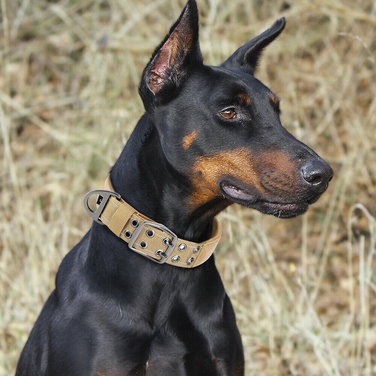 Tactical dog collar detail