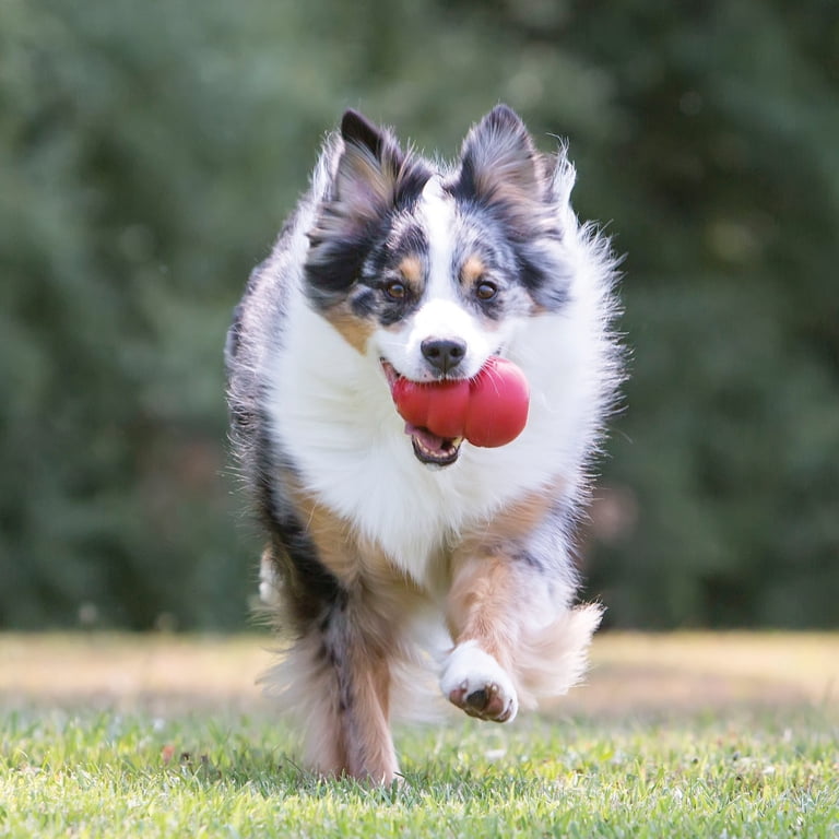 Dog running with a red KONG toy